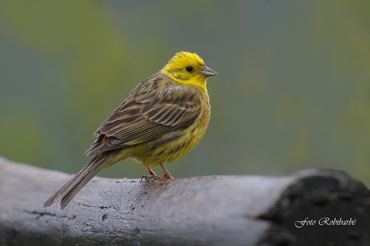 Zigolo giallo...dopo la pioggia...