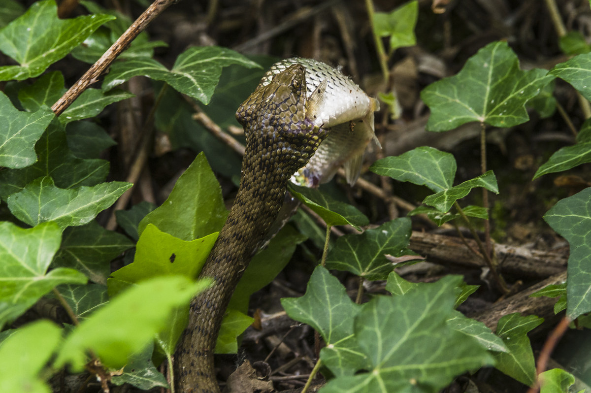 Succulent morsel ....