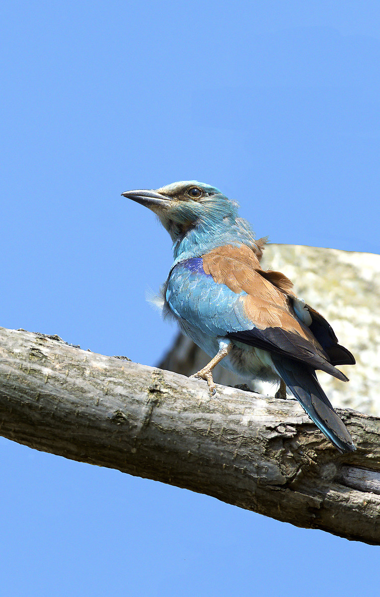 European roller