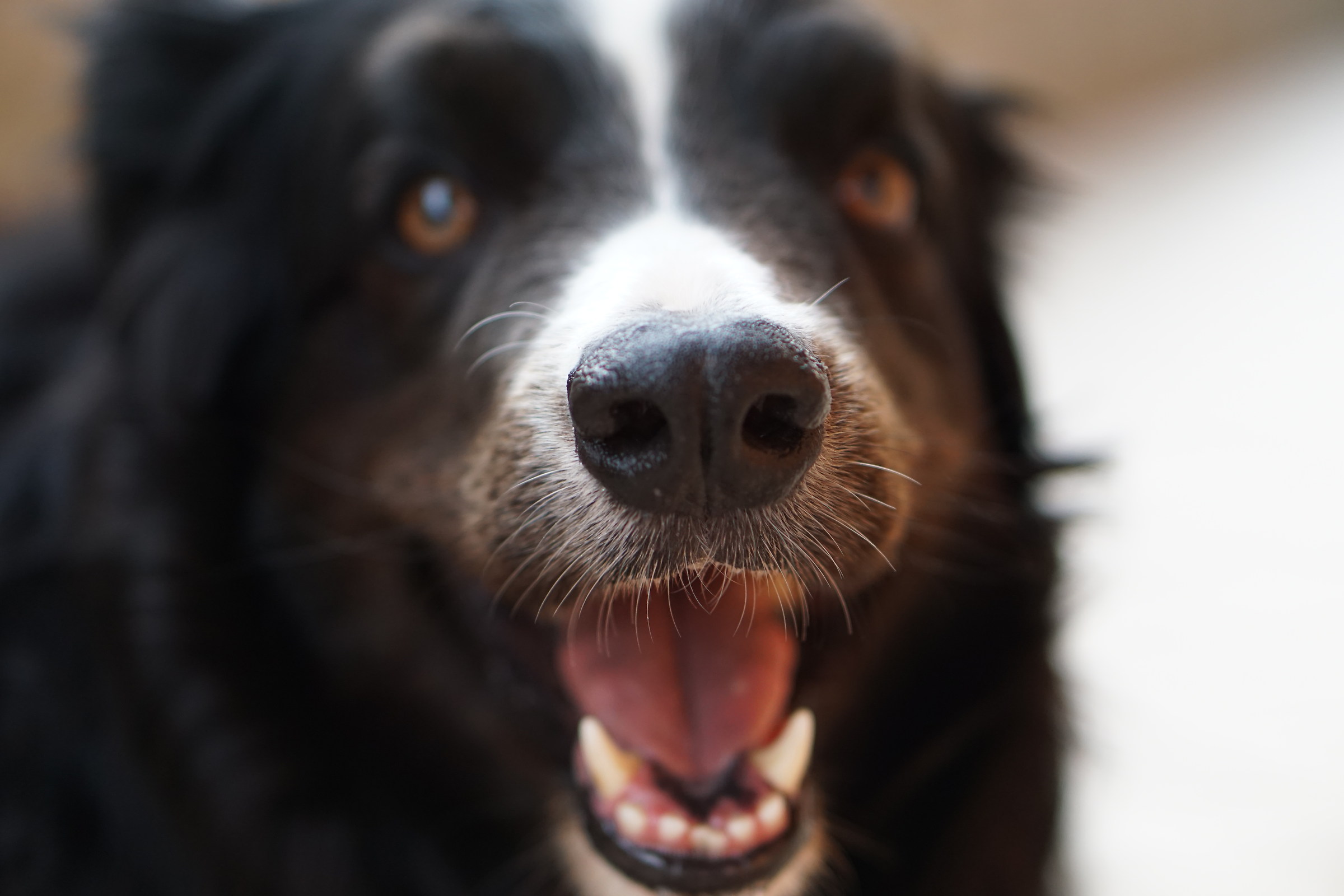 Il mio border collie..