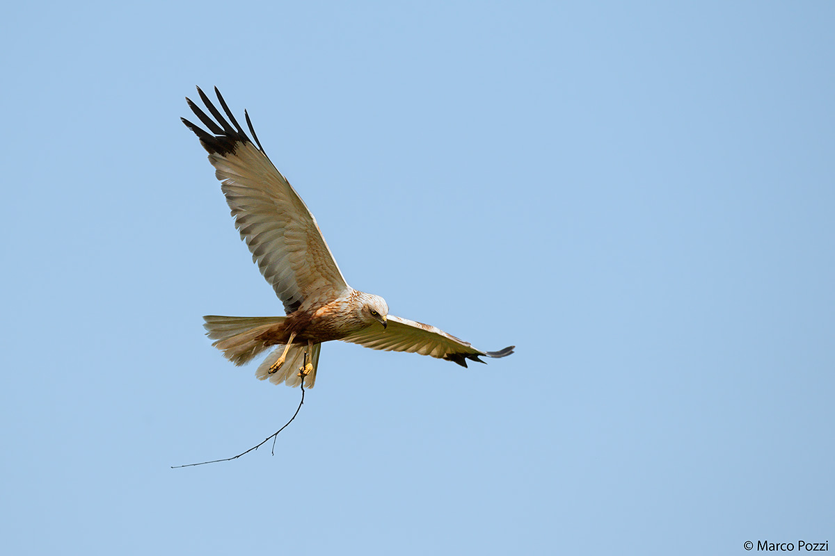 The hawk manufacturer