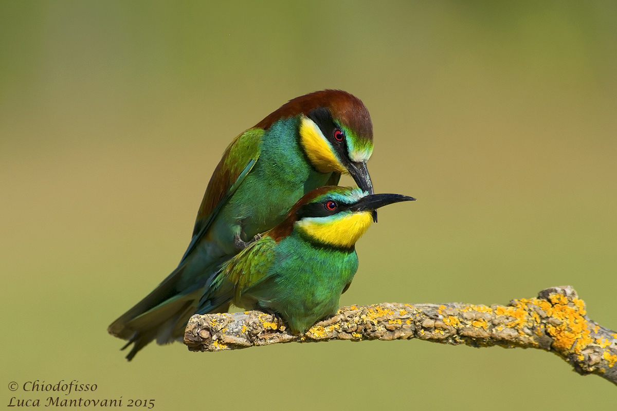 Dopo la farfalla.....