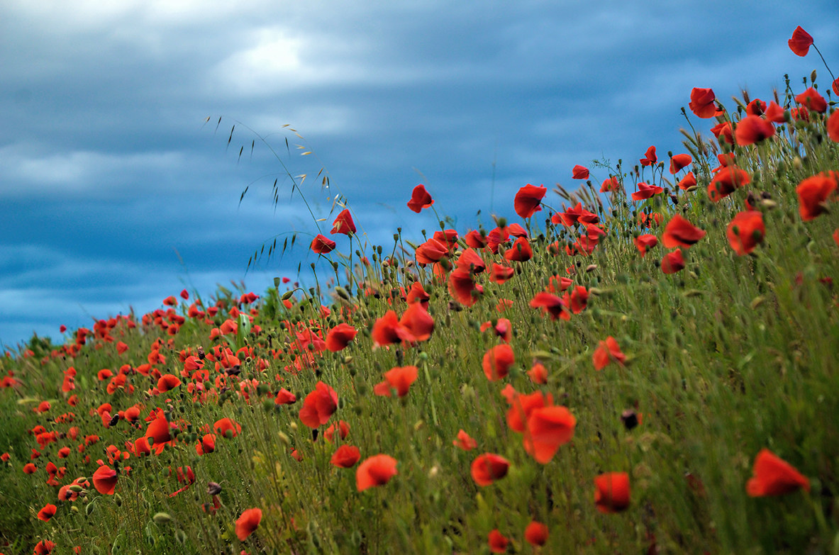 poppy field