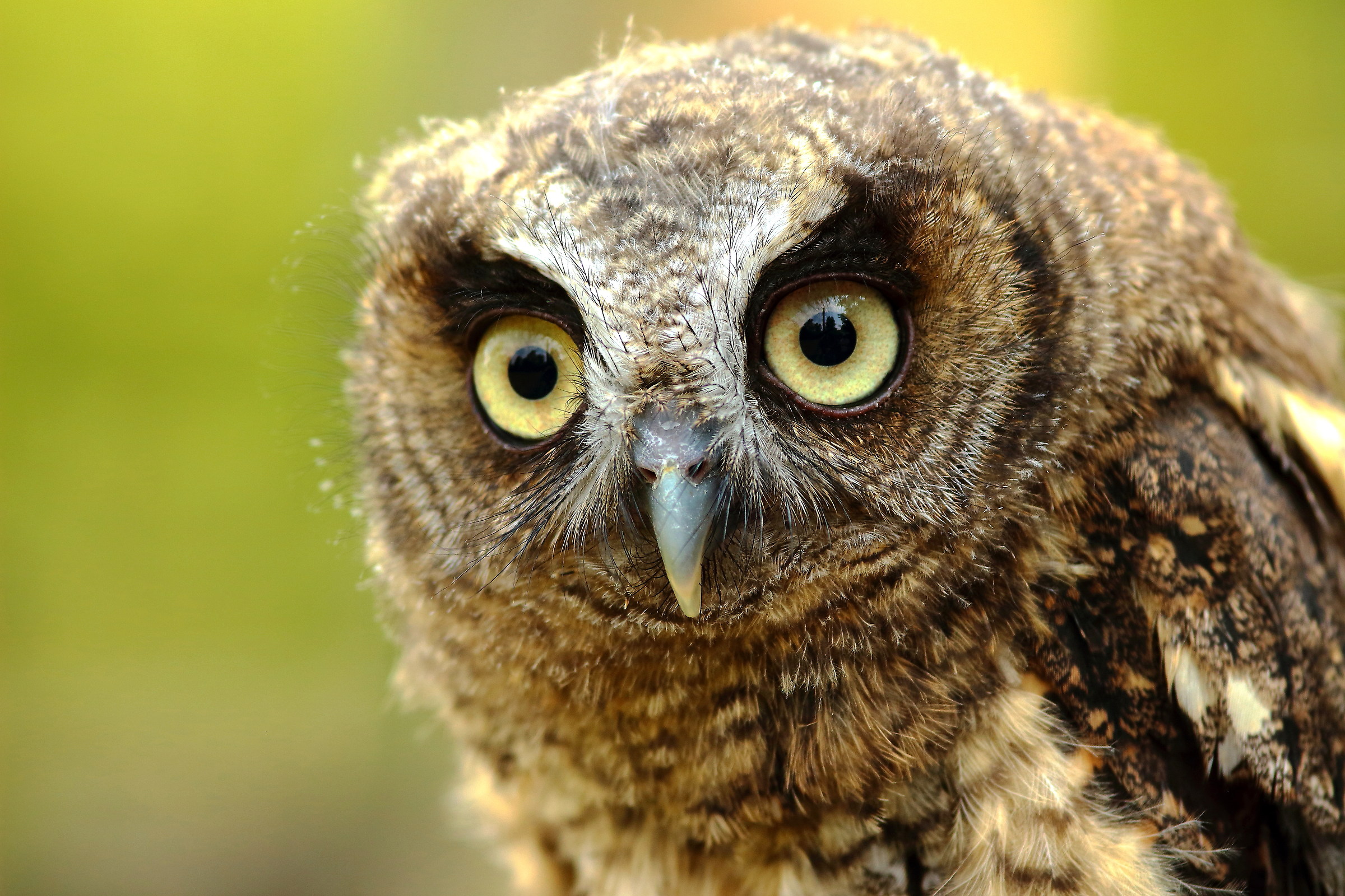 Il piccolo distratto