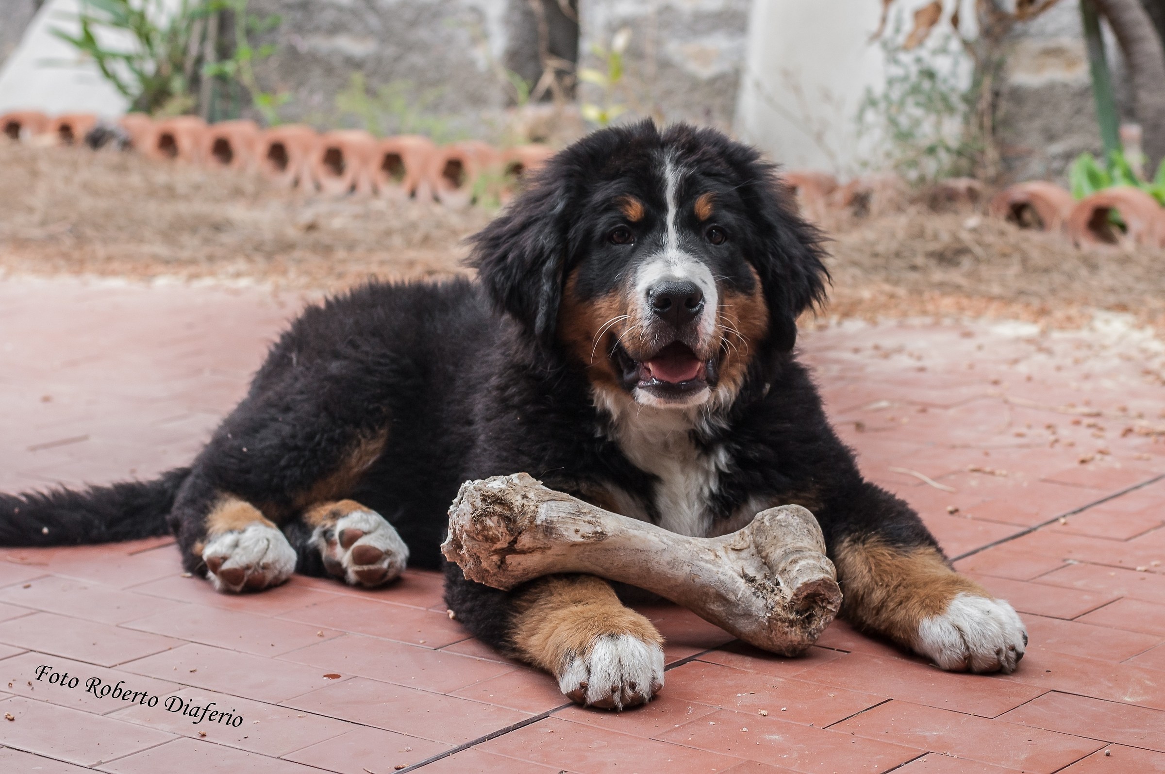 bovaro del bernese