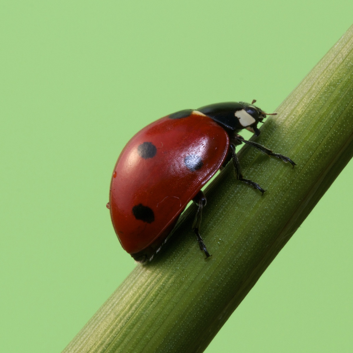 Ladybug