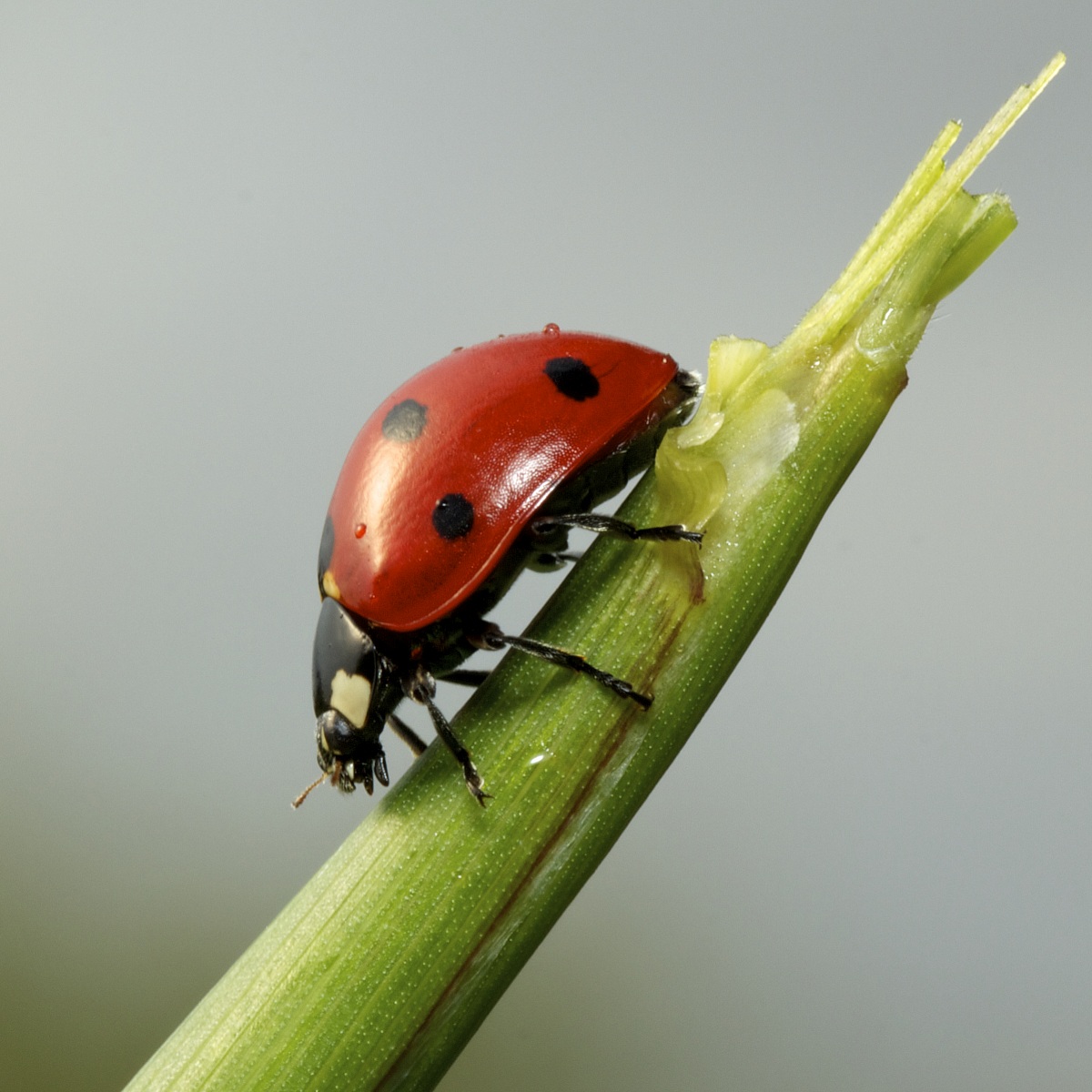Ladybug