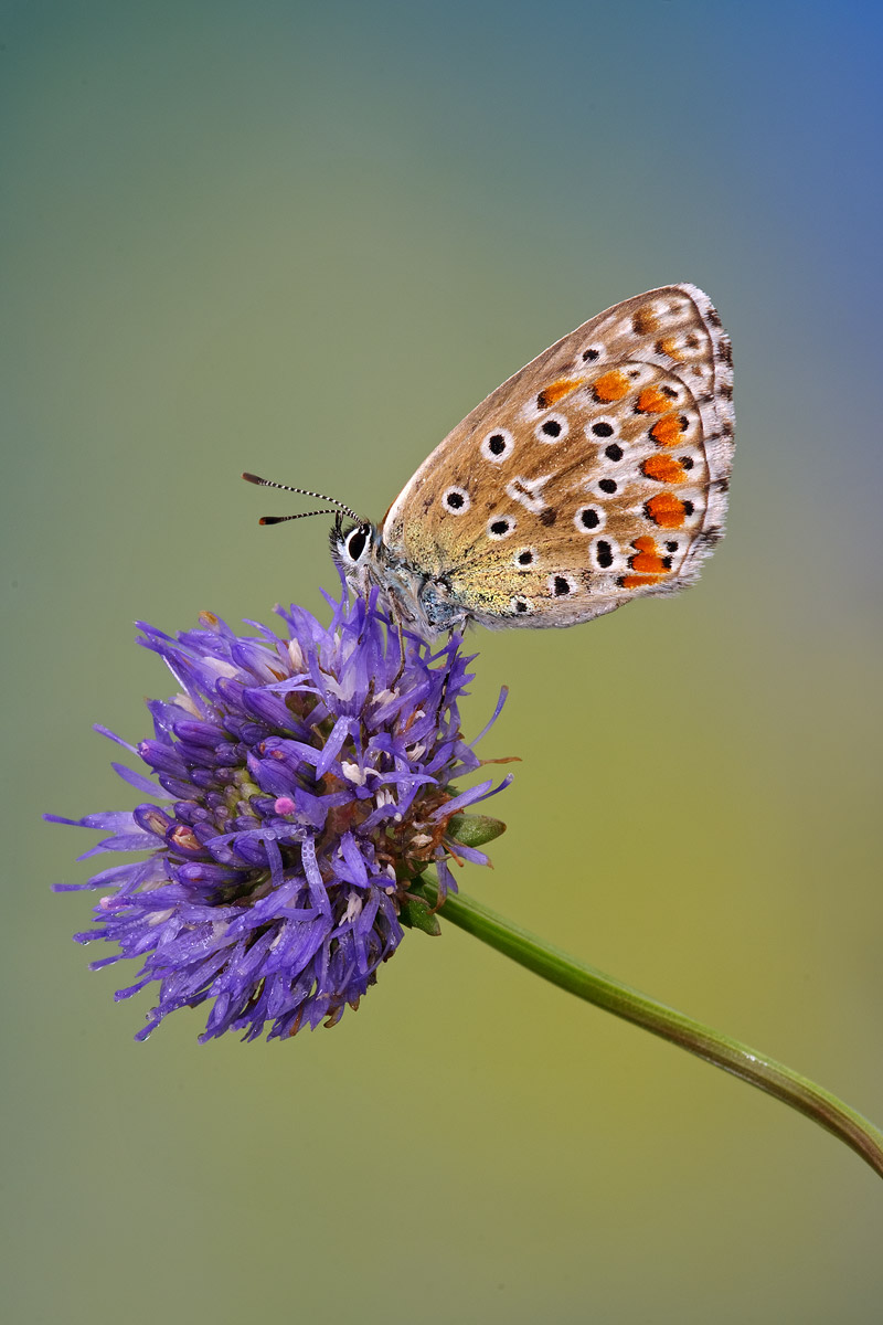 Polyommatus icarus
