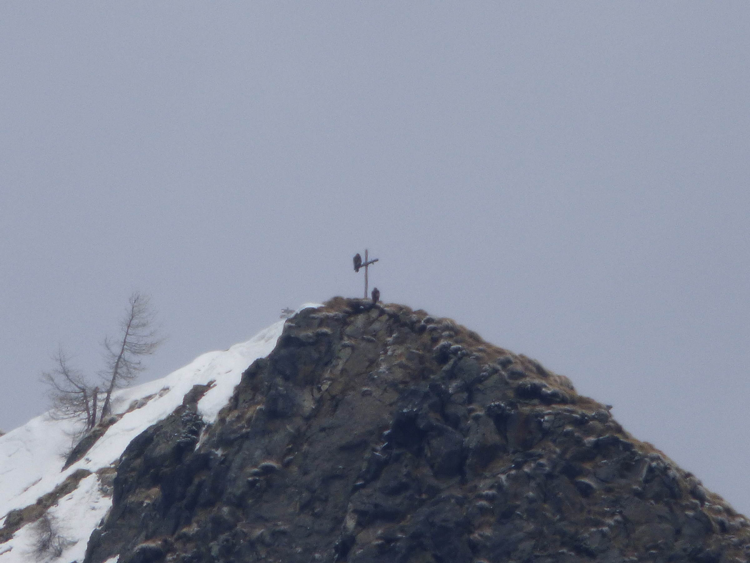 Coppia di aquile nel giorno di Pasqua