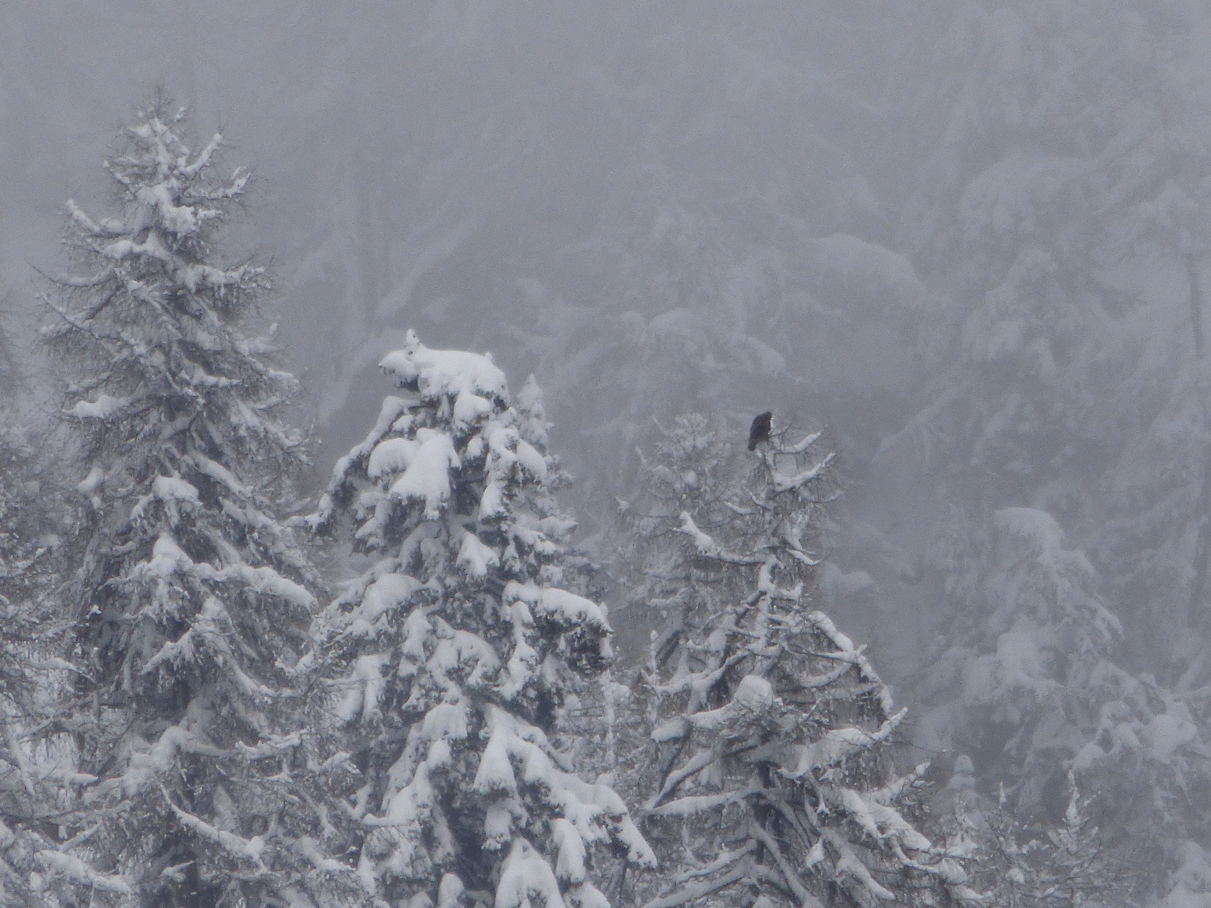 Giovane aquila nel suo primo inverno