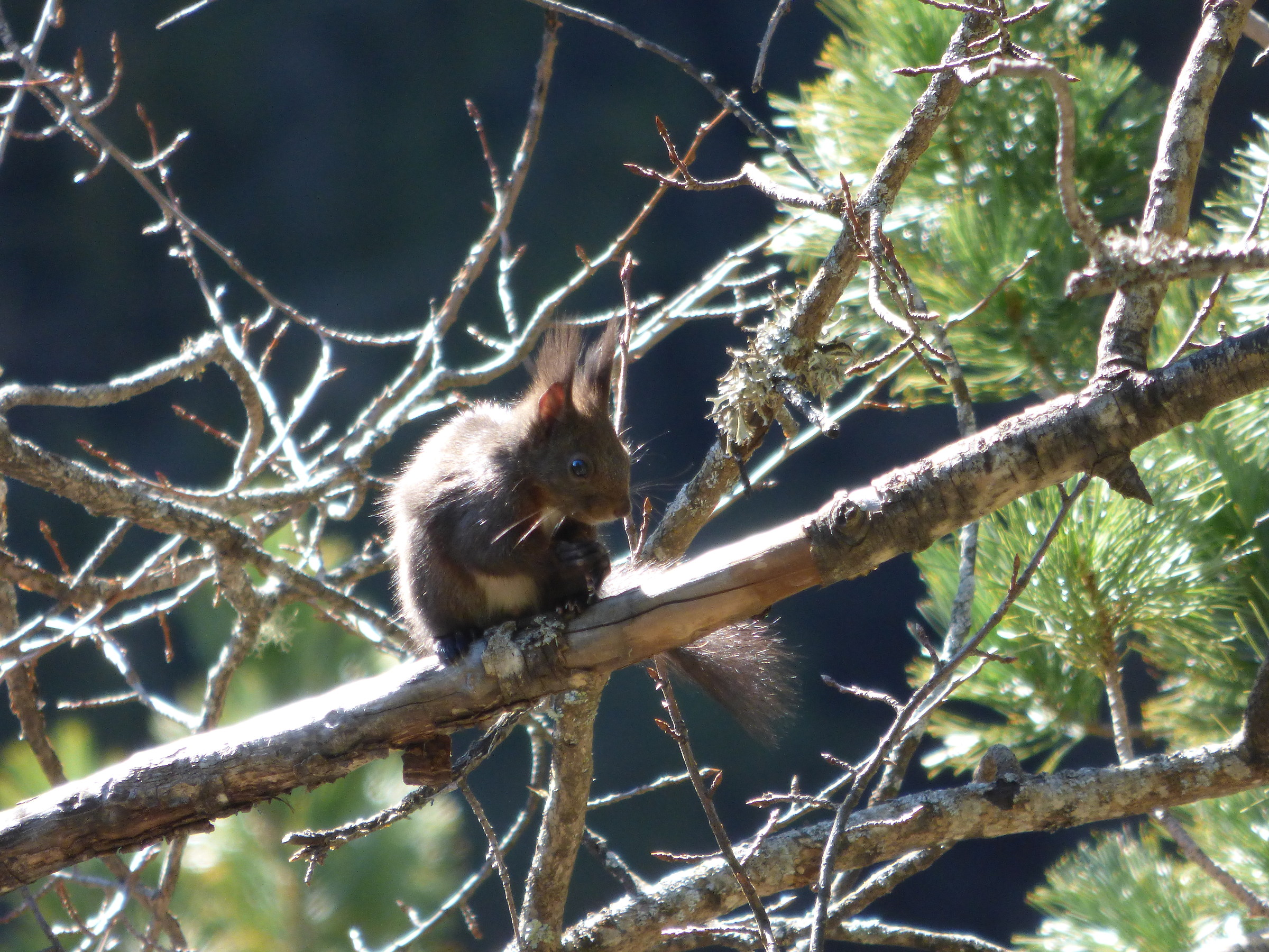 Scoiattolo su pino cembro