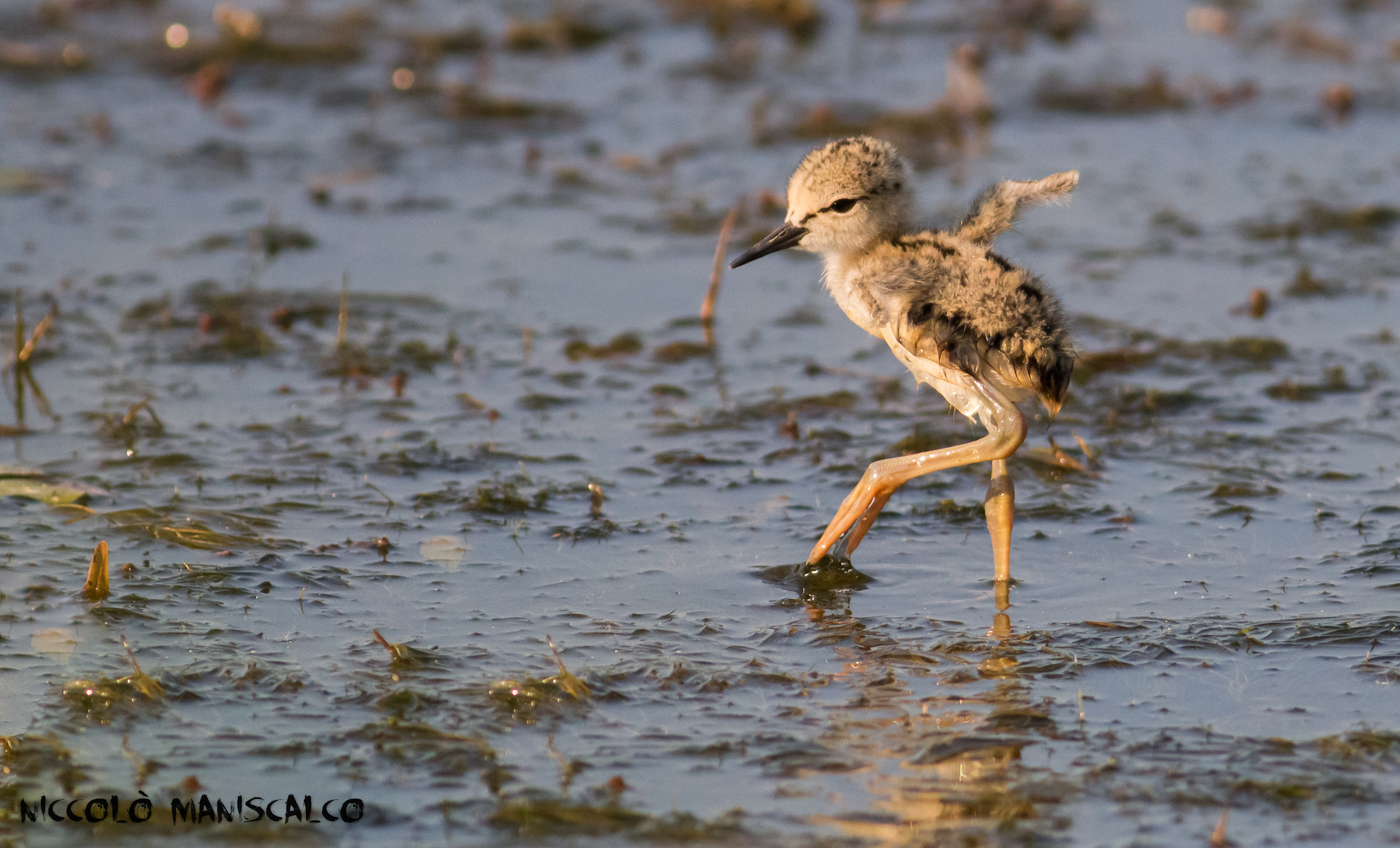 I Primi Passi del Piccolo Cavaliere