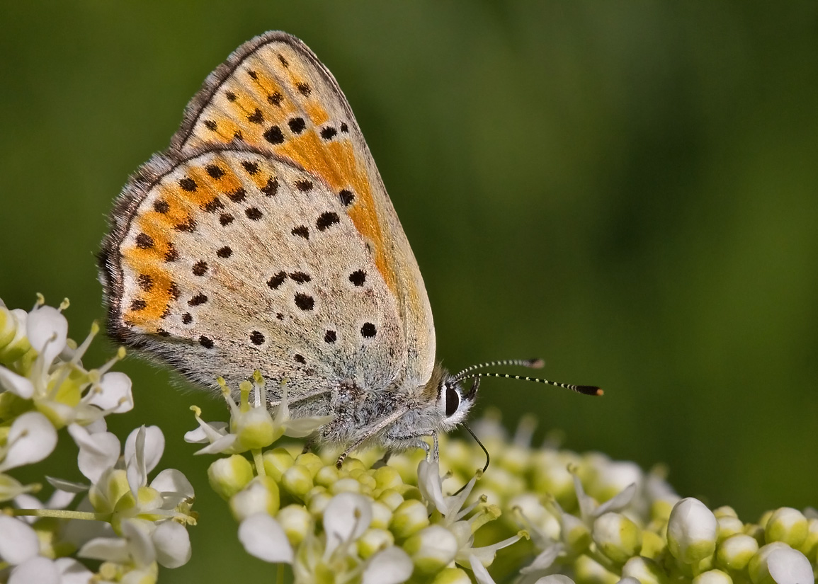 first picture with macro