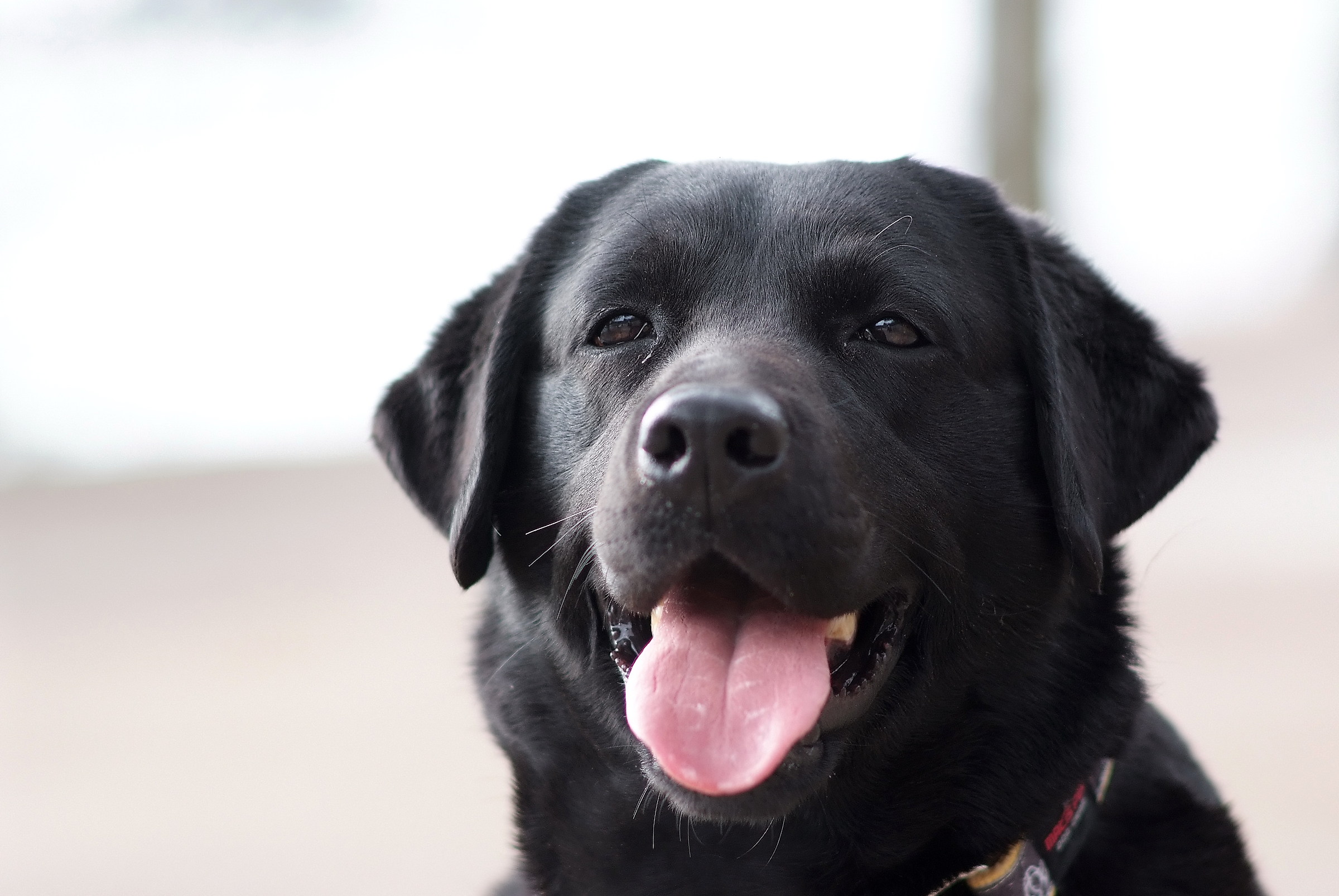 ritratto  di un labrador