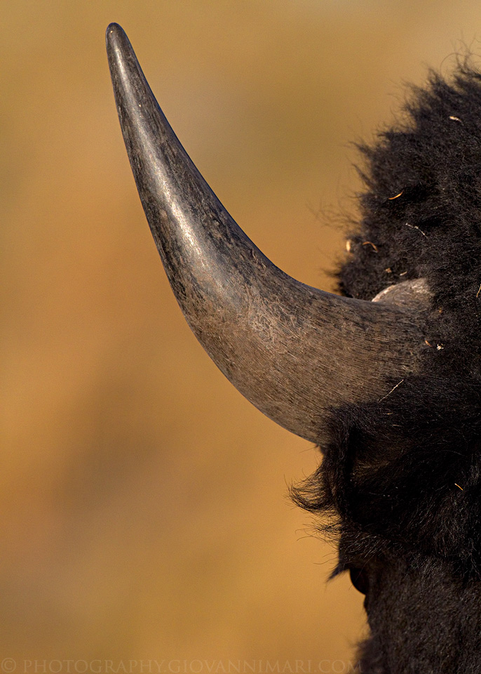 Bisonte Americano, Yellowstone NP