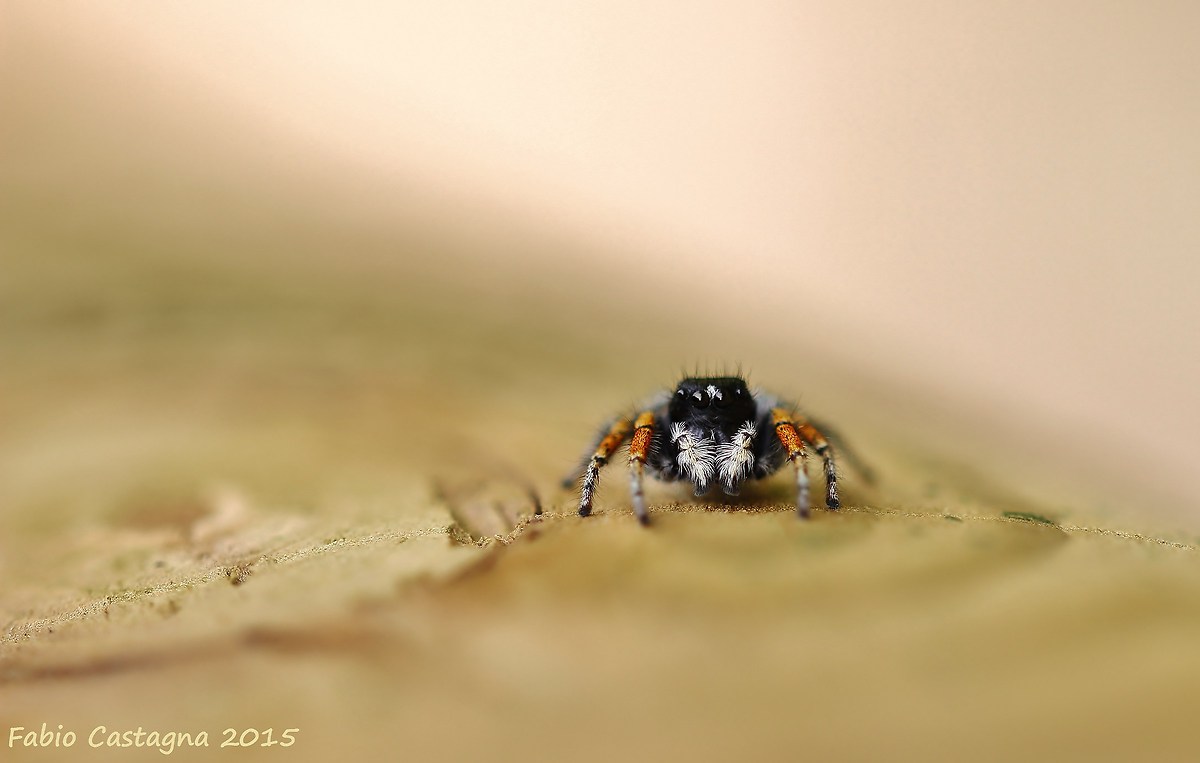 The spider -  Philaeus chrysops maschio