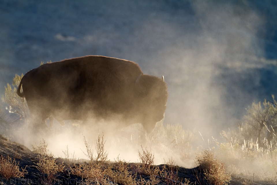 American Bison in Yellowstone NP