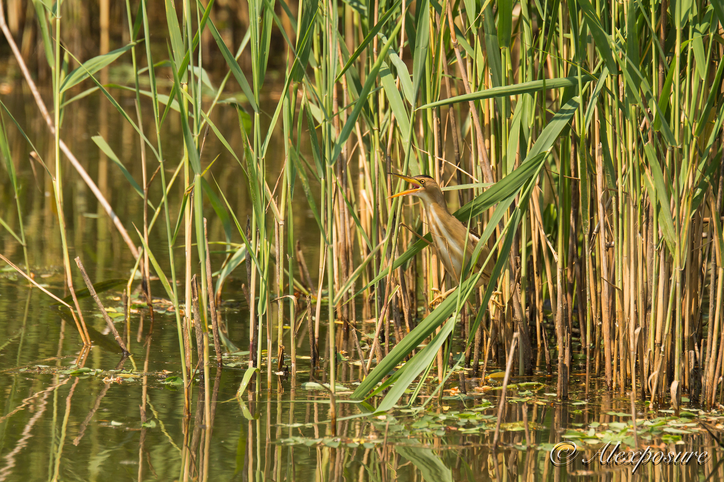 Dal canneto con furore - L'urlo di "Tar"