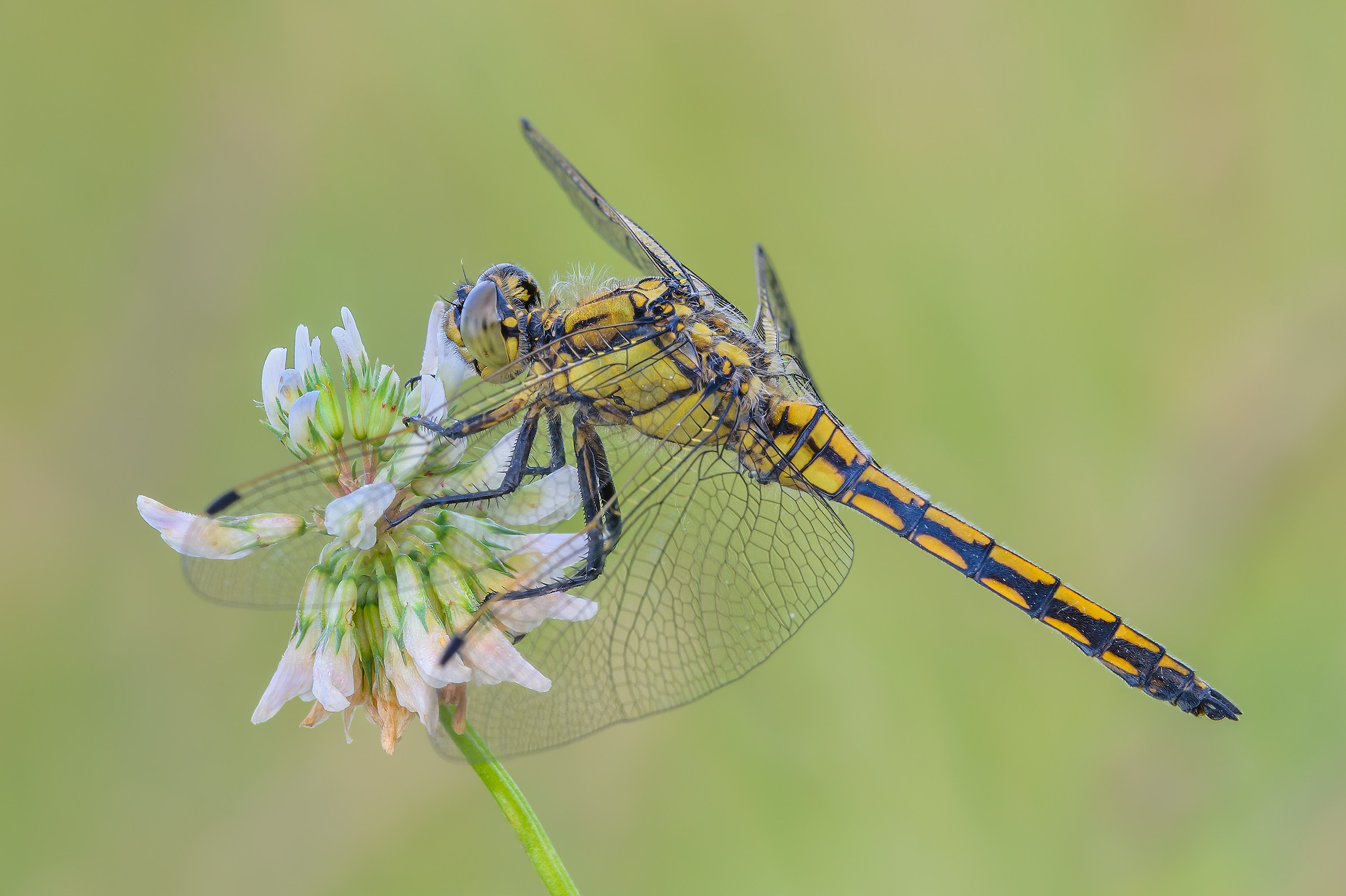 Orthetrum cancellatum