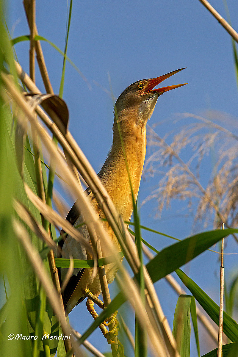 Bittern 2