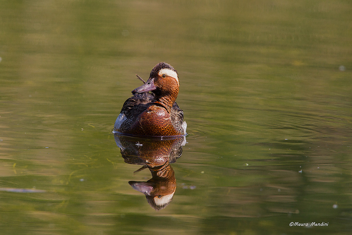 Garganey