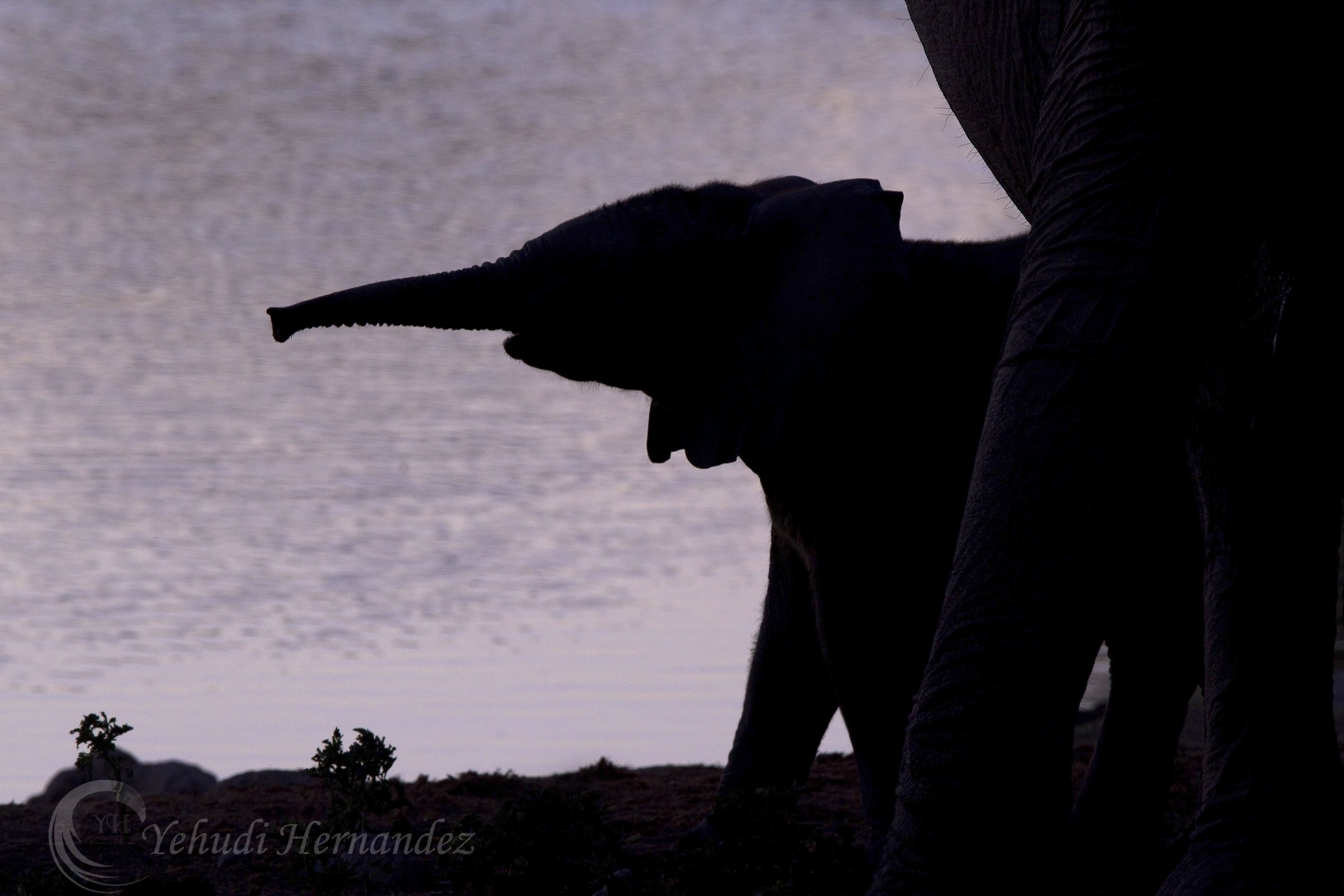 Annusare il mondo là fuori