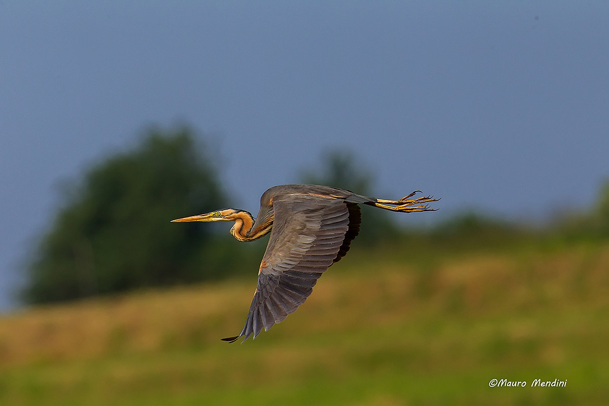 Purple Heron