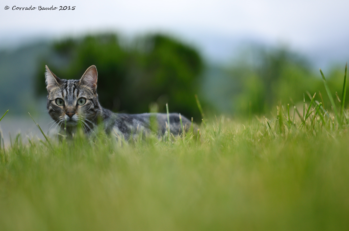 My second "rascal" ...