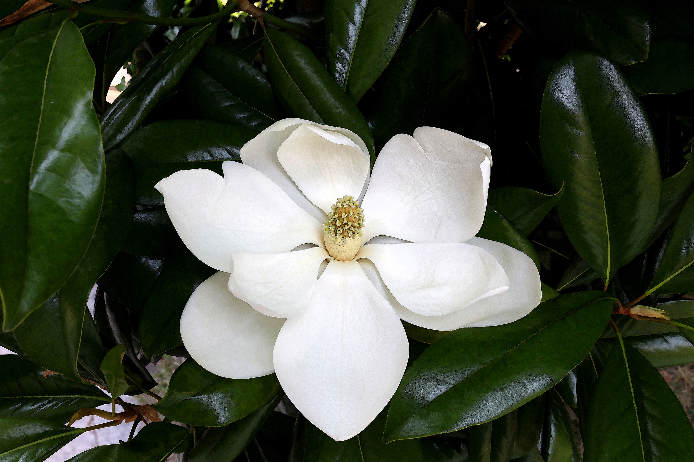 l' Effimero Fiore della Vecchia Magnolia