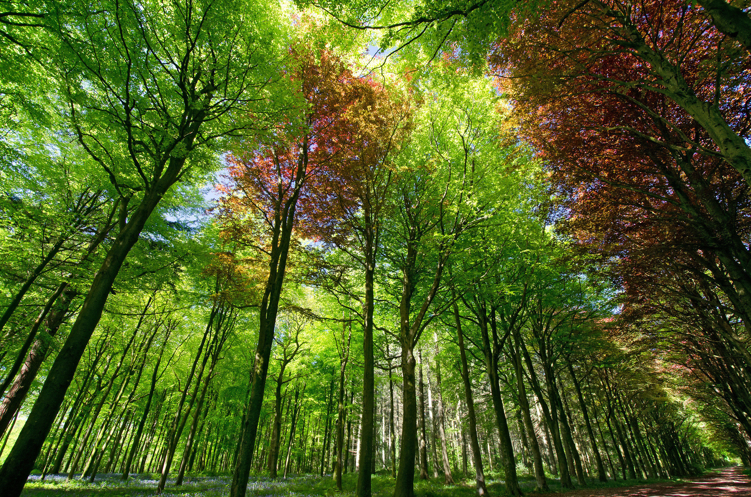 Red amongst the Green