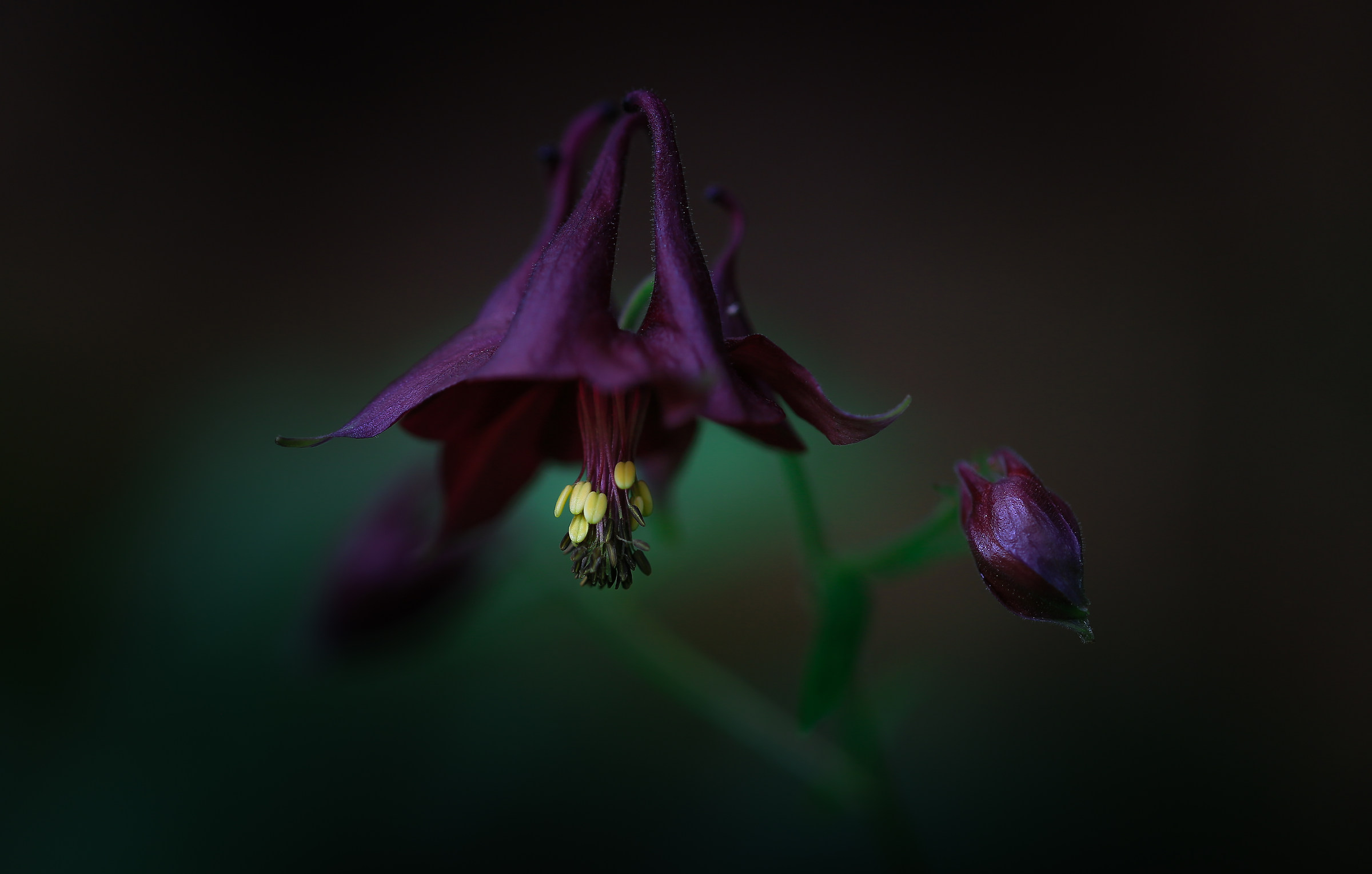 Aquilegia atrata