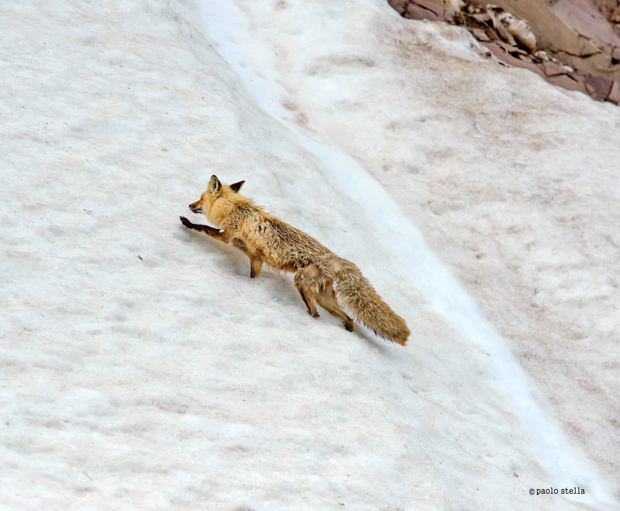 Red fox on the snowfield