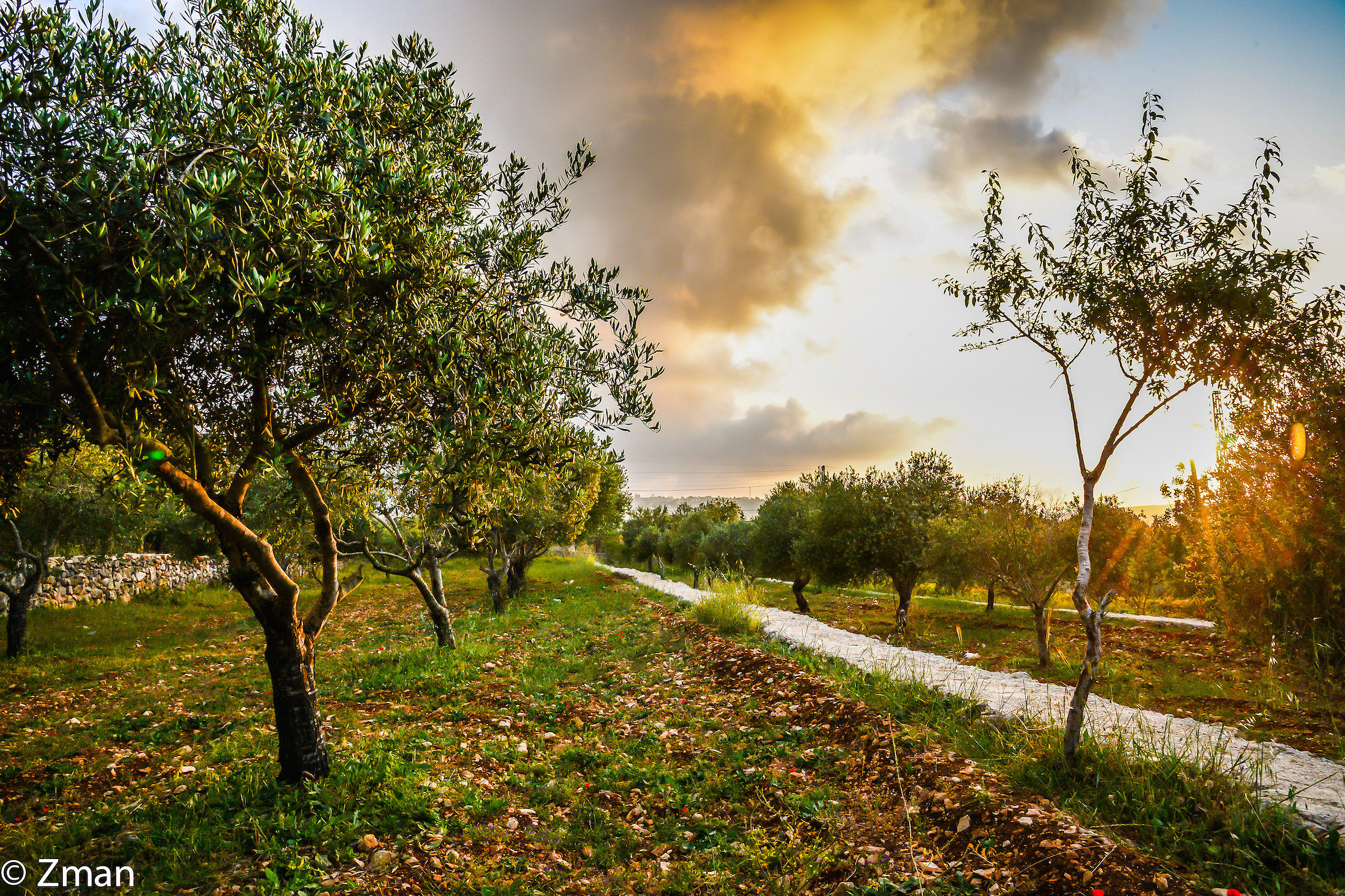 Sunset and Olive Trees