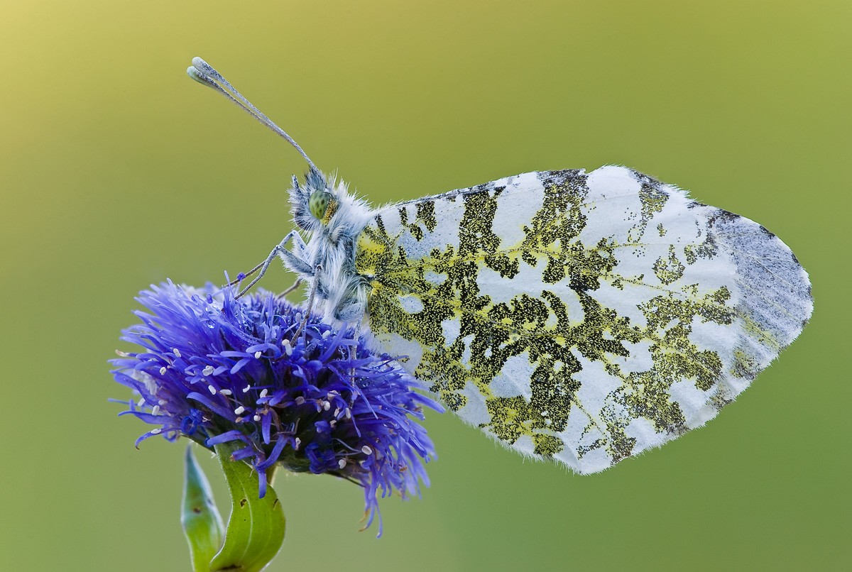 Anthocharis cardamines