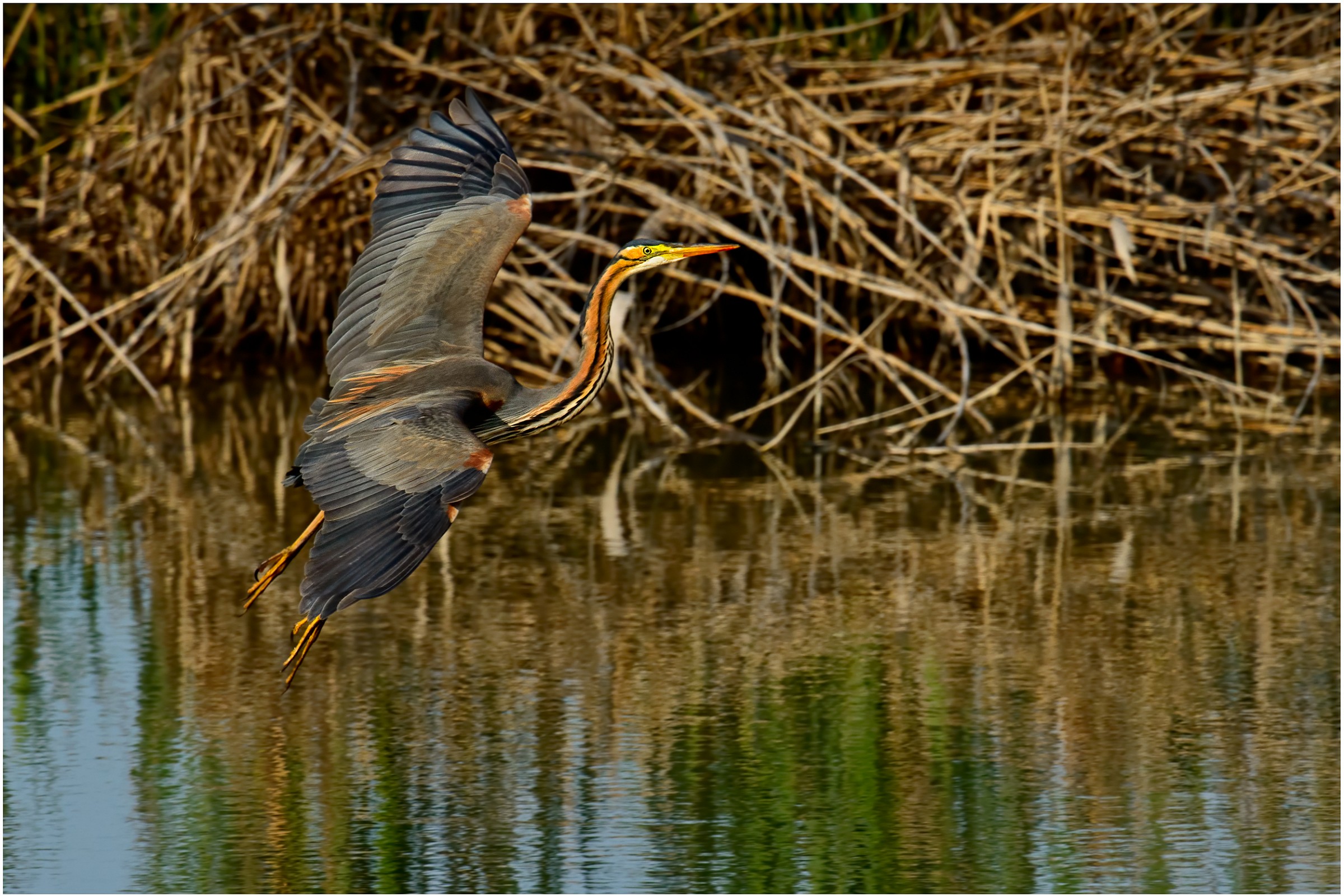 Purple Heron
