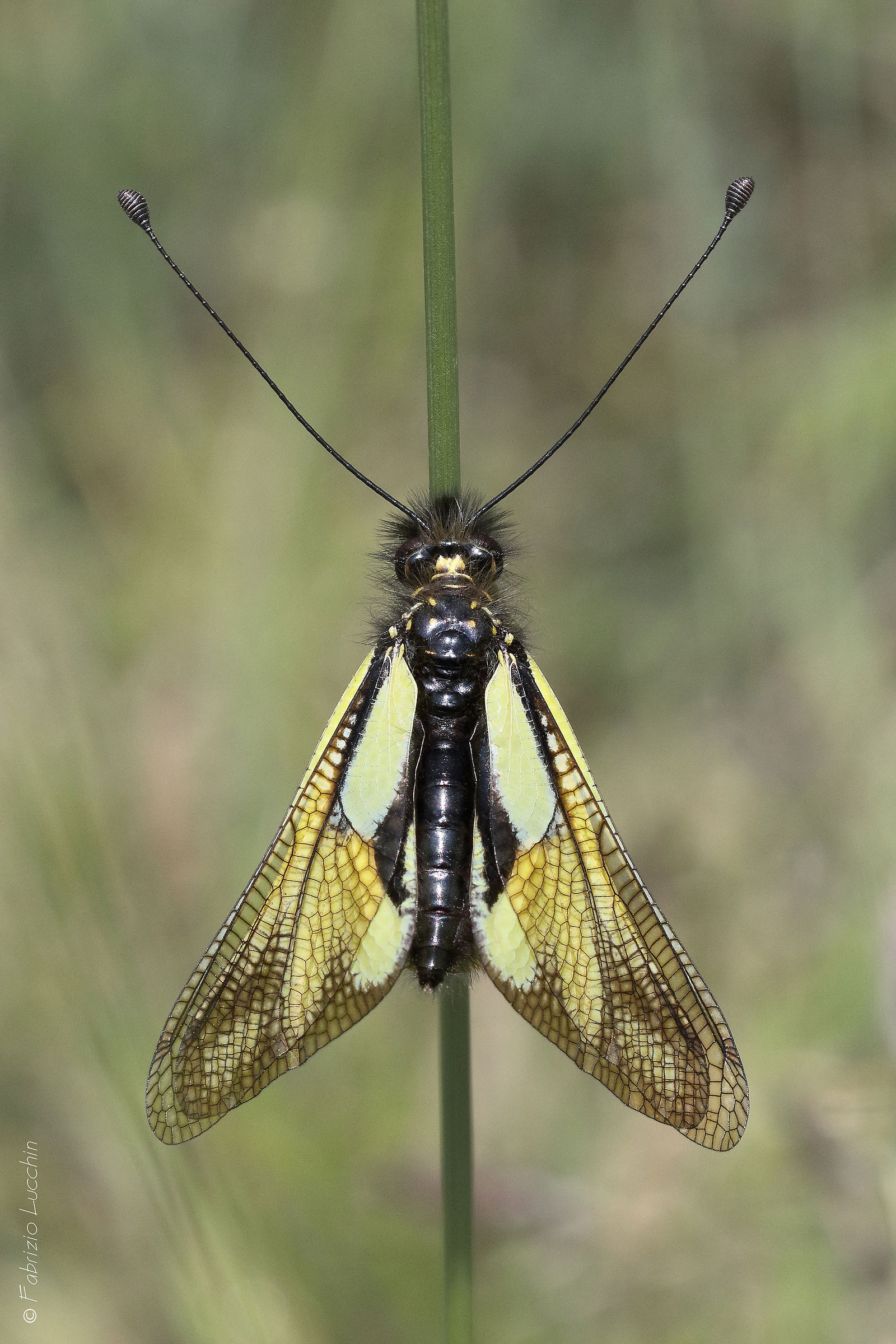 Libelloides coccajus (Esemplare femmina)