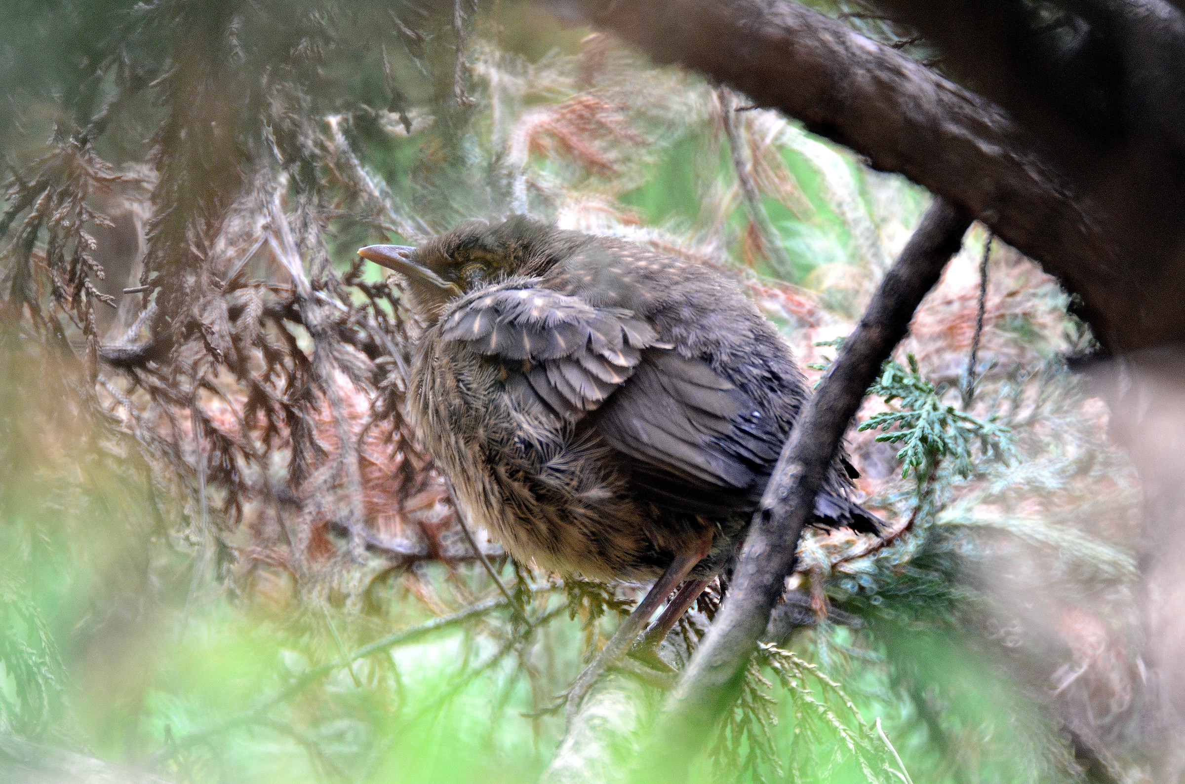 Blackbird chick waiting for the jelly