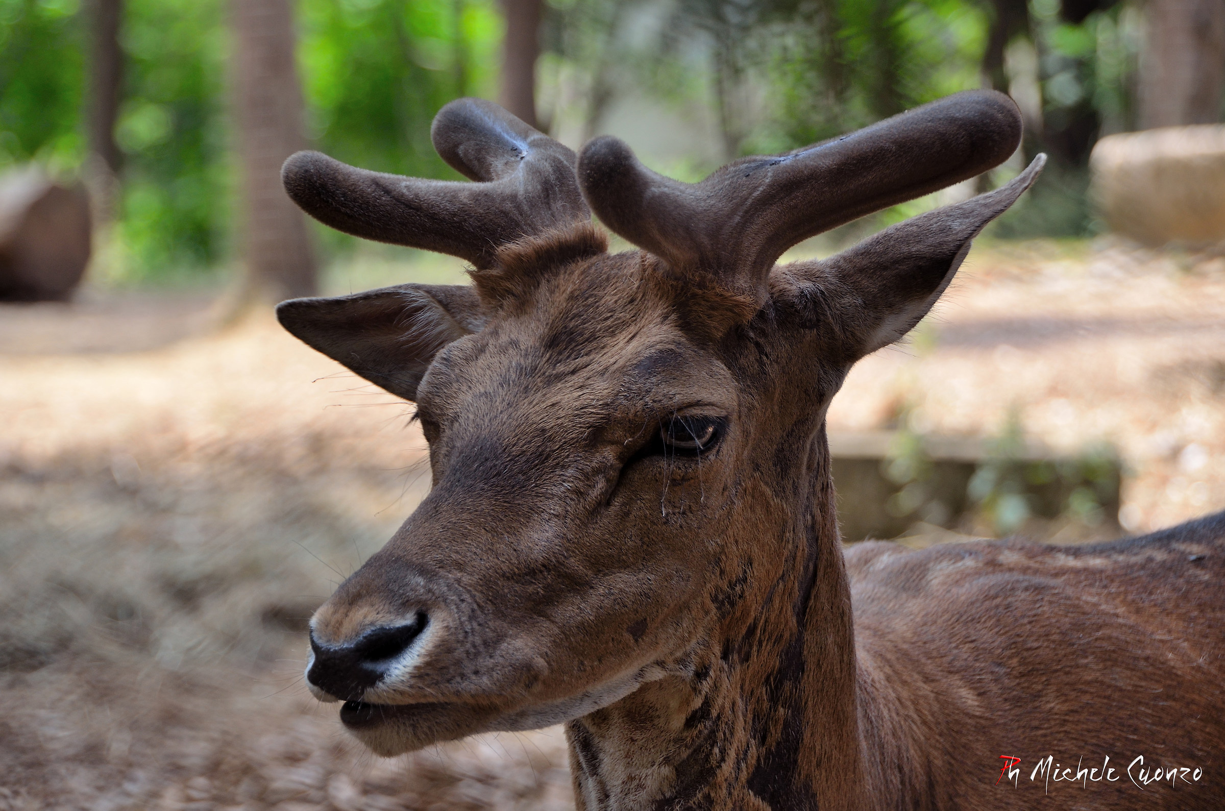 sguardo da cerbiatto...