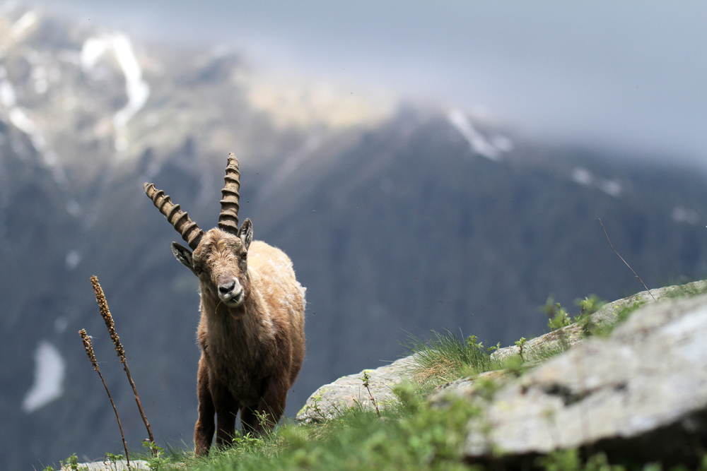 Ibex