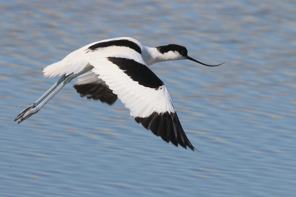 Avocetta