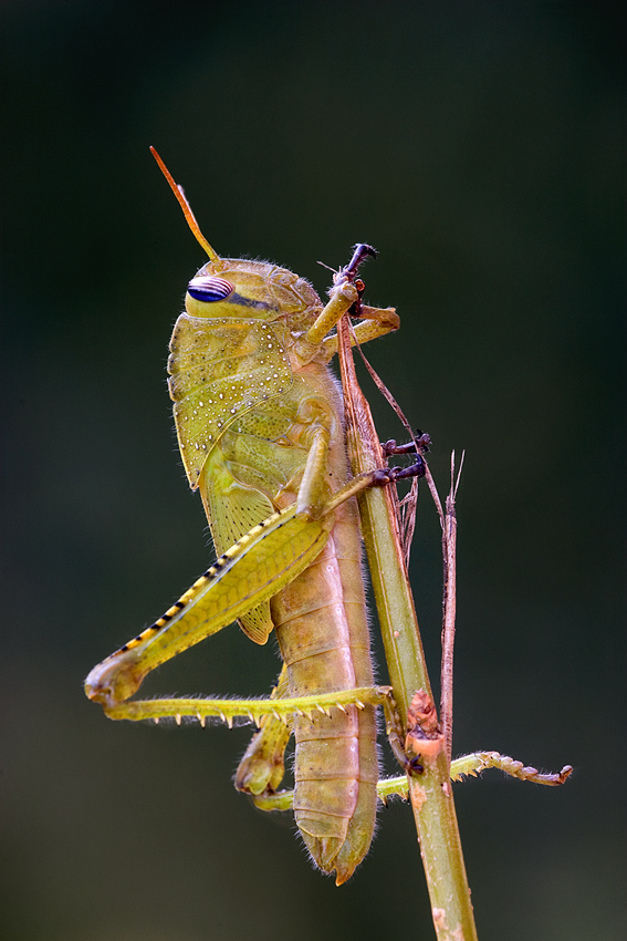 orthopteran