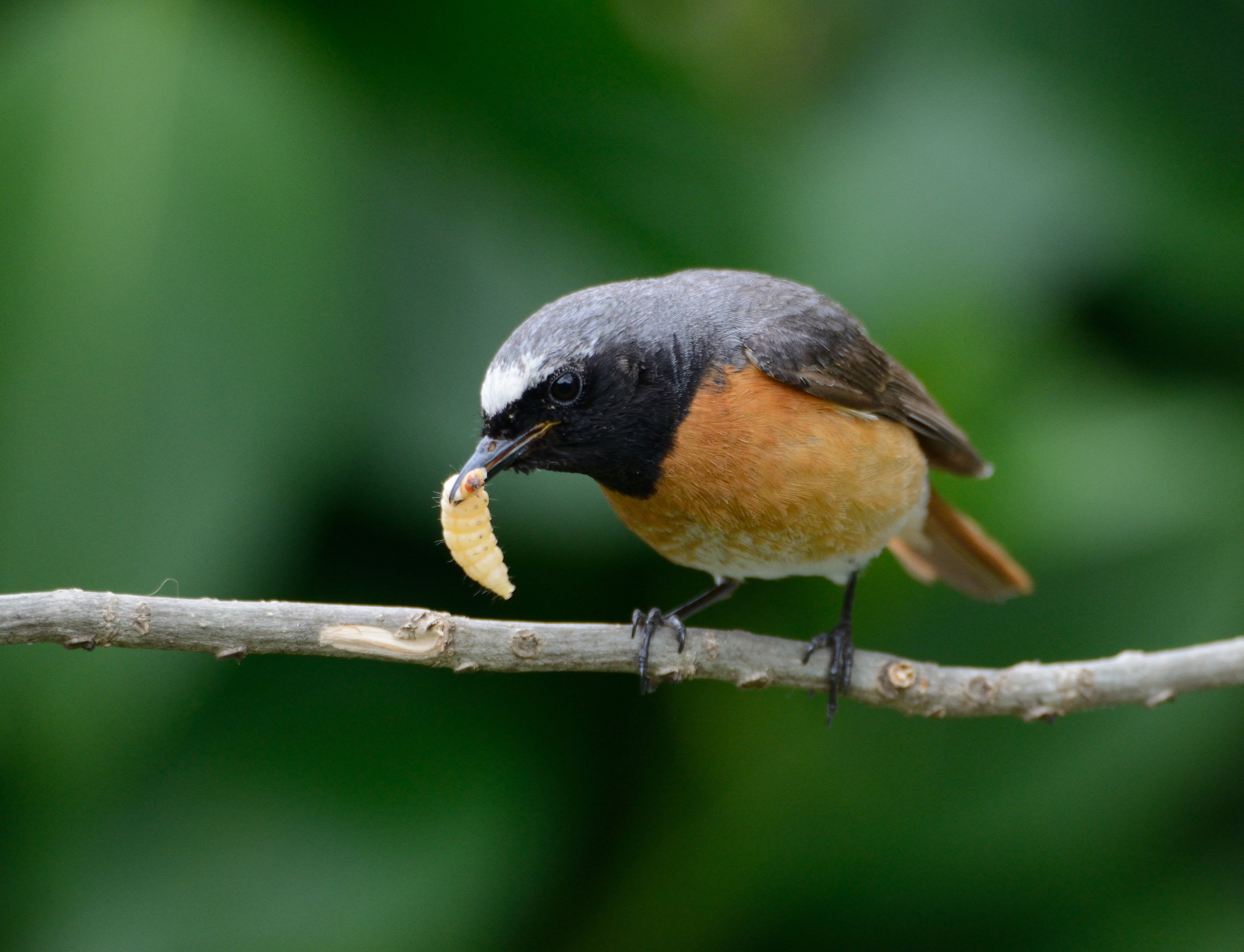 Redstart with cue 2