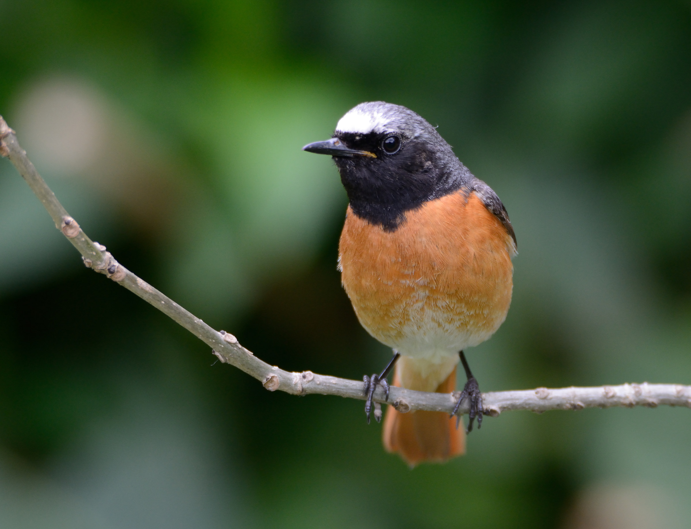 Redstart male