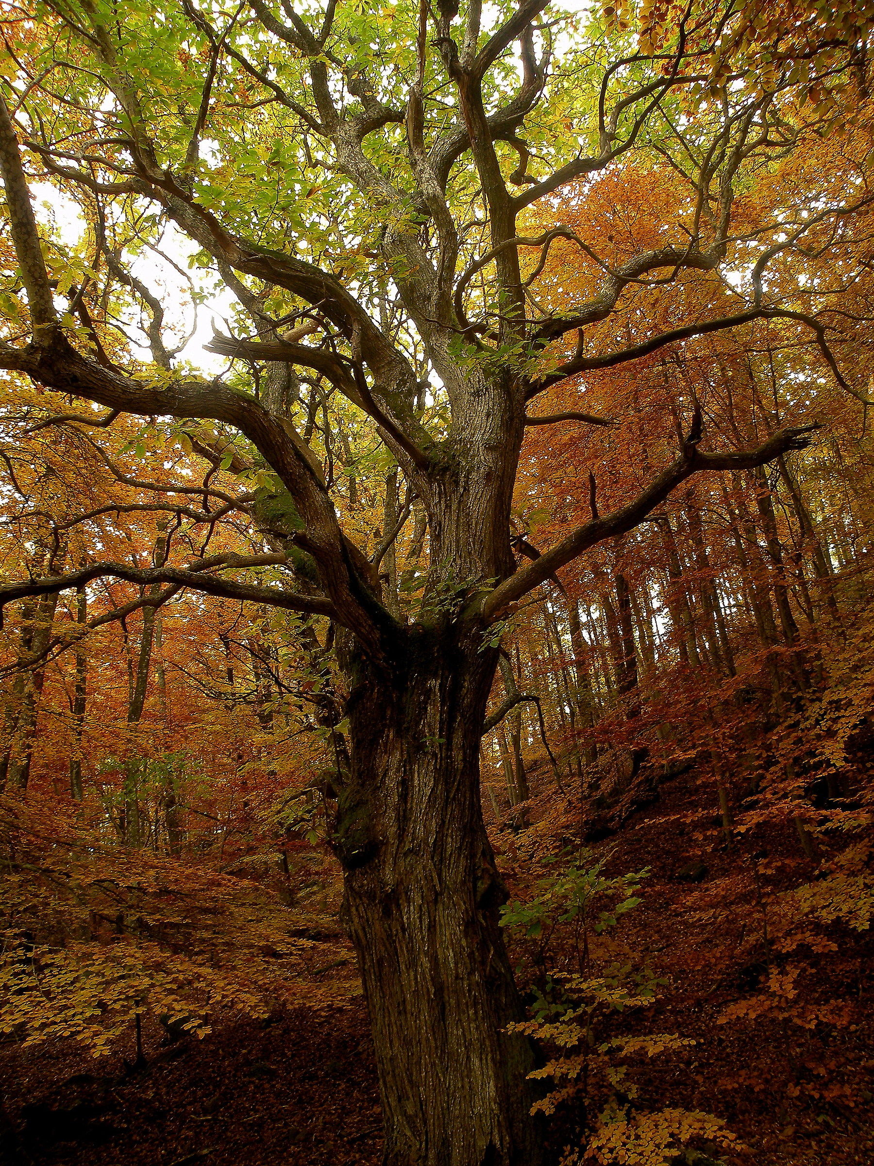 il vecchio e l'autunno