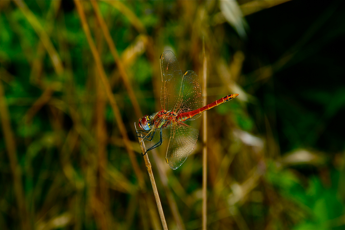 Libellula