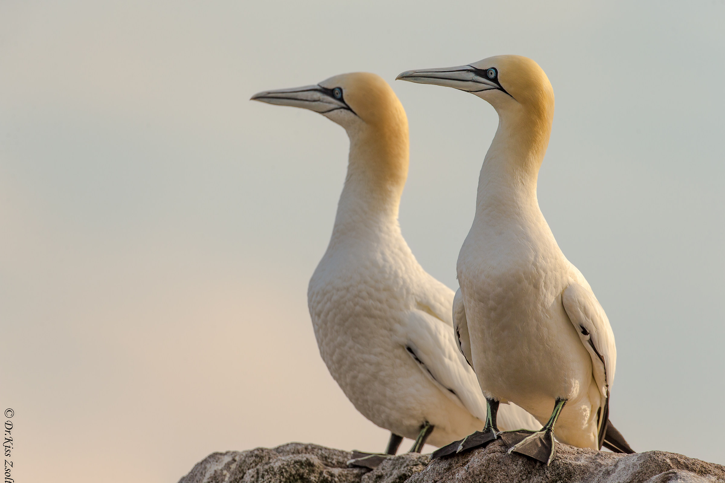 Gannets