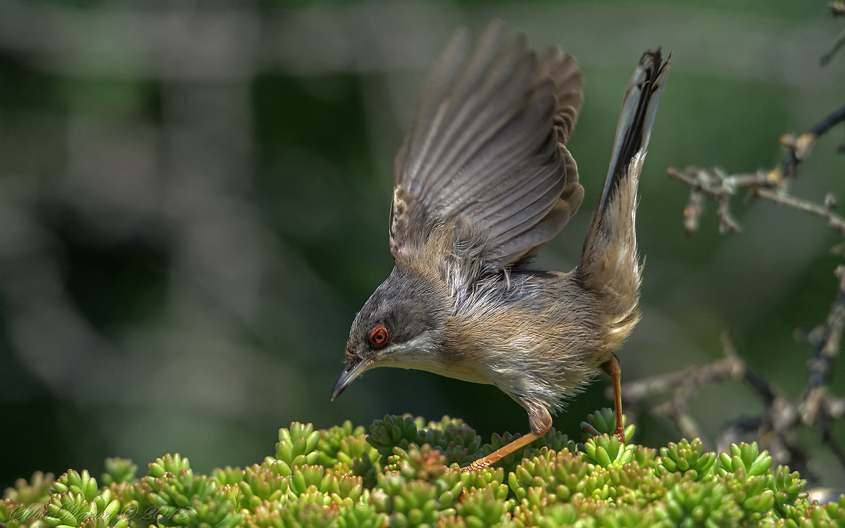 Warbler (Sylvia melanocephala) female landing
