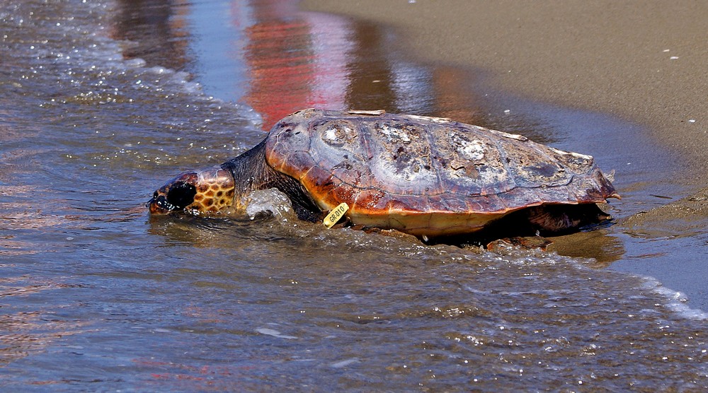 Olaf verso la libertà 2