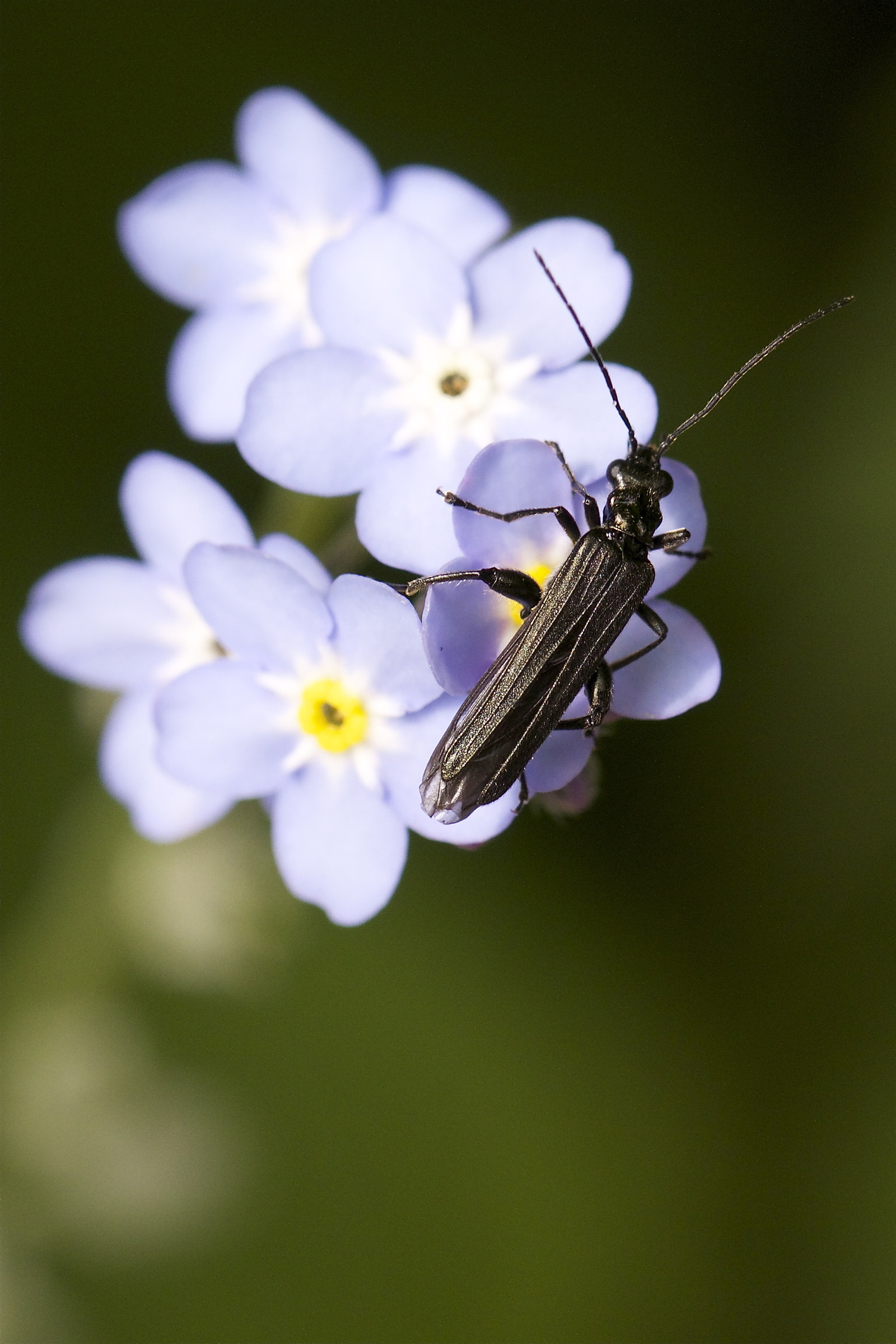 Macro in Valsassina (1)