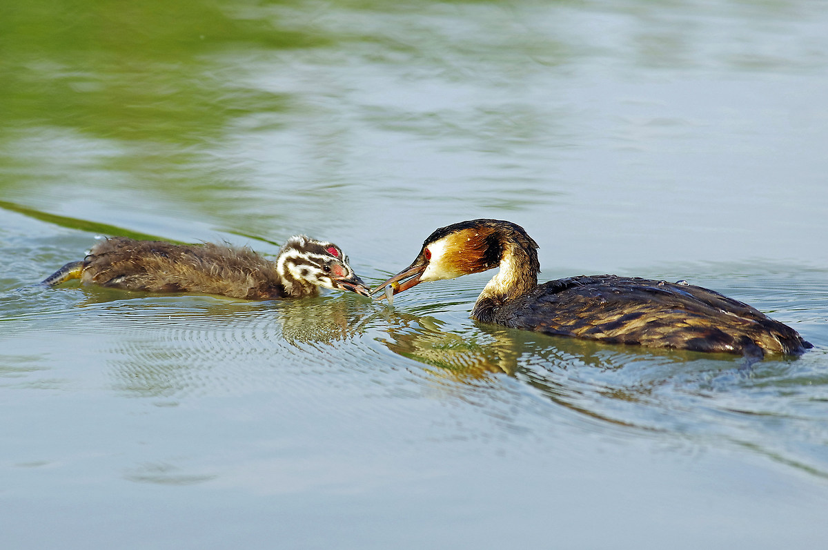 Grebes